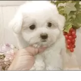 マルチーズ