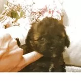 ティーカッププードル