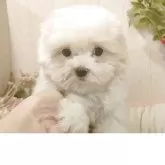 マルチーズ