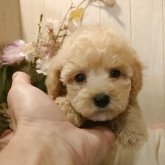 トイプードル(ティーカップ)