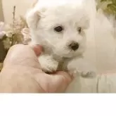 ビションフリーゼ