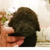 ティーカッププードル
