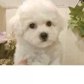 ビションフリーゼ