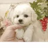 ビションフリーゼ