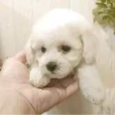 ビションフリーゼ
