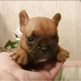 フレンチブルドッグ