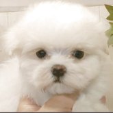マルチーズ