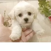 ビションフリーゼ