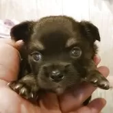 チワワ(ロング)