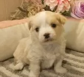 チワマル(マルチーズ×チワワ)【愛知県・女の子・2024年12月20日・クリーム.】の写真3