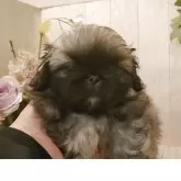 ペキニーズ【愛知県・男の子・2025年11月5日・フォーン.】の写真4
