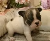 フレンチブルドッグ【愛知県・男の子・2024年12月11日・パイド.】の写真3