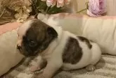 フレンチブルドッグ【愛知県・男の子・2024年12月11日・パイド】の写真3