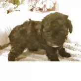 ティーカッププードル【愛知県・女の子・2025年7月16日・パーティー ファントムカラー】の写真8