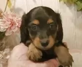 ミニチュアダックスフンド(ロング)【愛知県・女の子・2025年9月20日・ブラックタン】の写真4