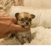 チワワ(ロング)【愛知県・女の子・2026年2月2日・フォーン】の写真5