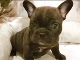 フレンチブルドッグ【愛知県・男の子・2025年10月21日・ブリンドル】の写真4