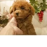 ティーカッププードル【愛知県・女の子・2025年8月1日・レッド.】の写真3