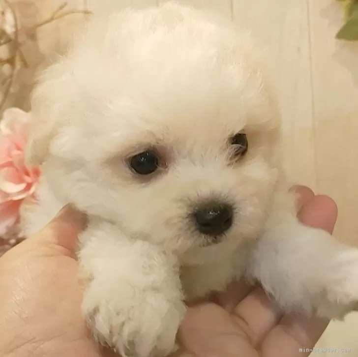 ID：2409-00694の子犬