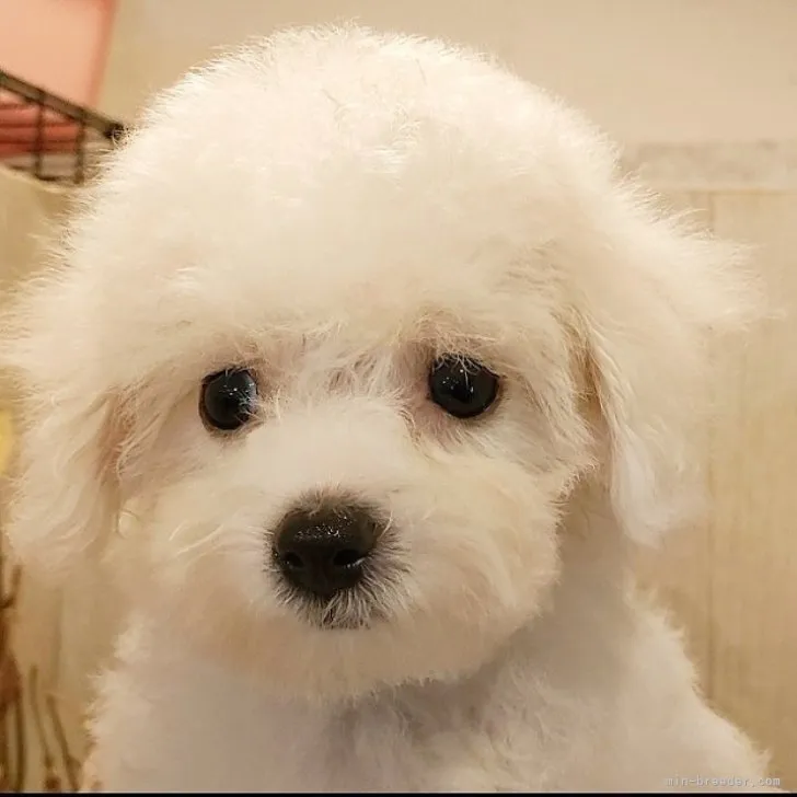 ID：2308-05873の子犬