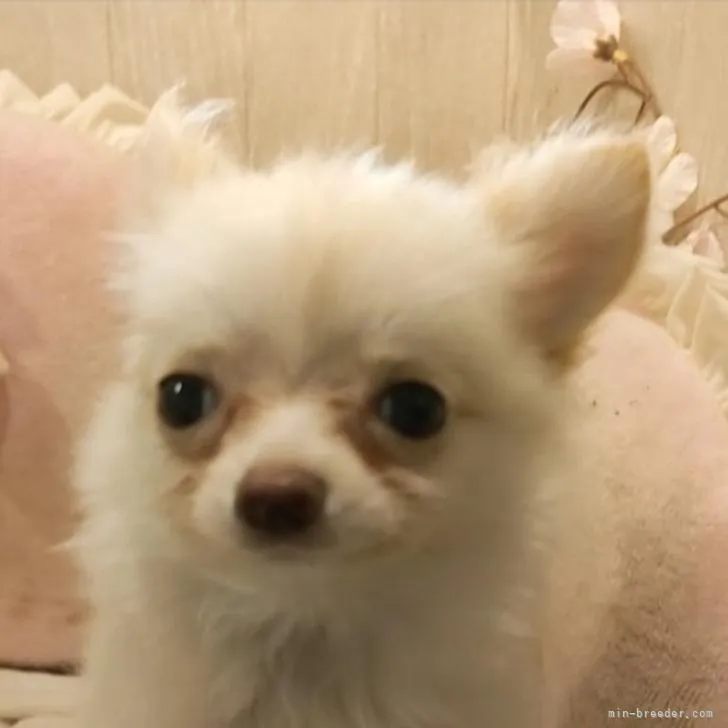 ID：2209-03764の子犬