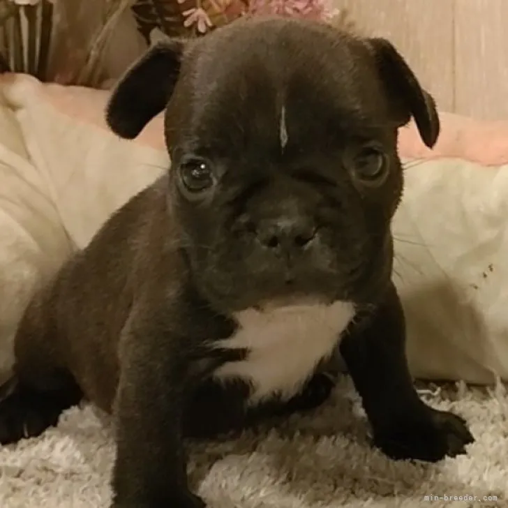 ID:2310-02859の子犬