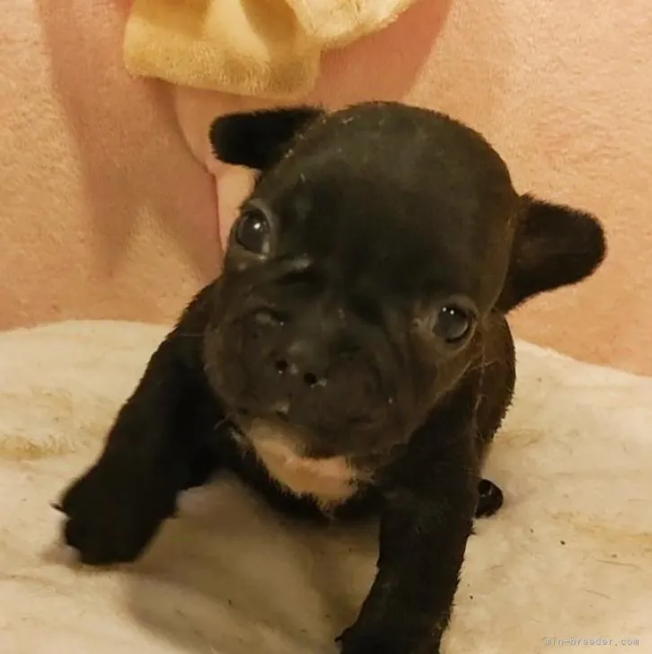ID：2208-00392の子犬