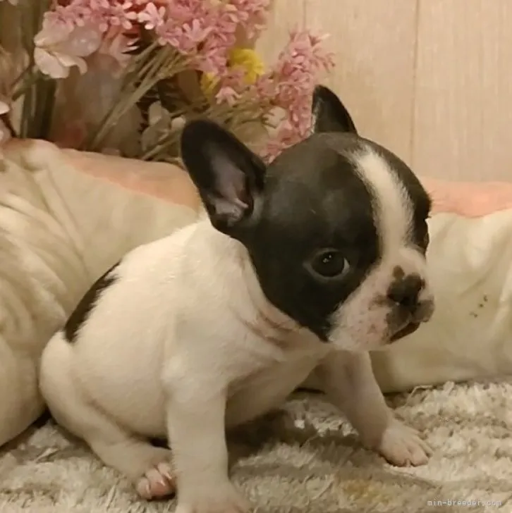 ID：2310-02869の子犬