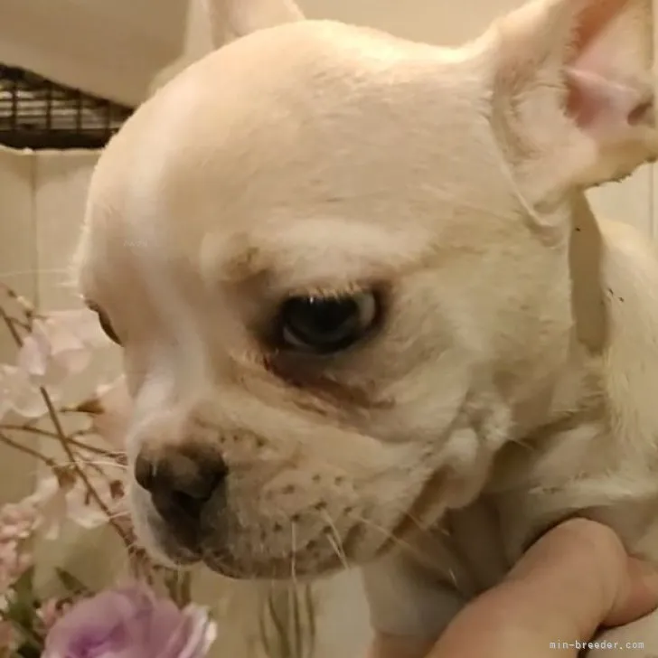ID:2310-02853の子犬