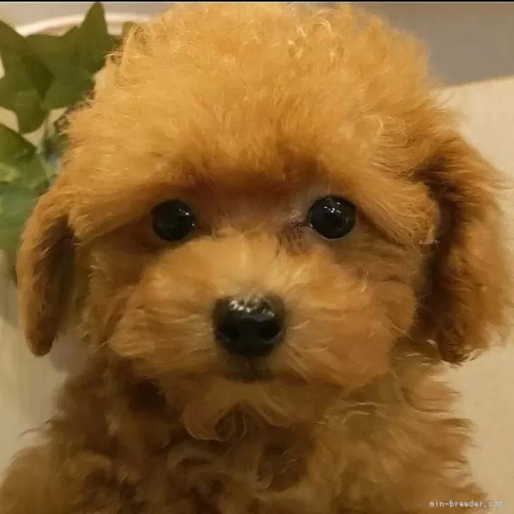 ID:2409-04128の子犬
