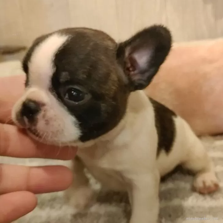 ID：2408-04361の子犬