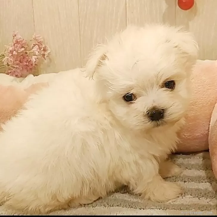 ID:2402-00341の子犬