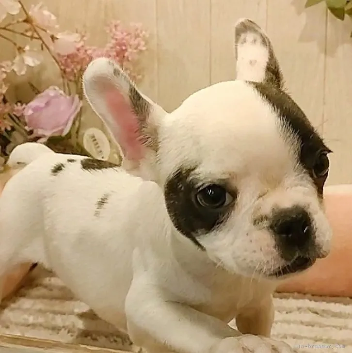 ID:2310-02858の子犬