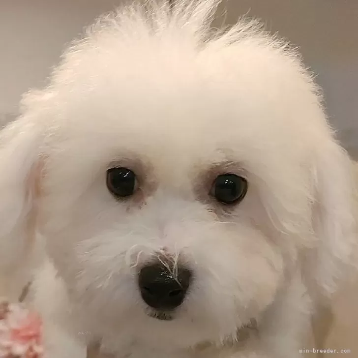 ID：2407-02860の子犬