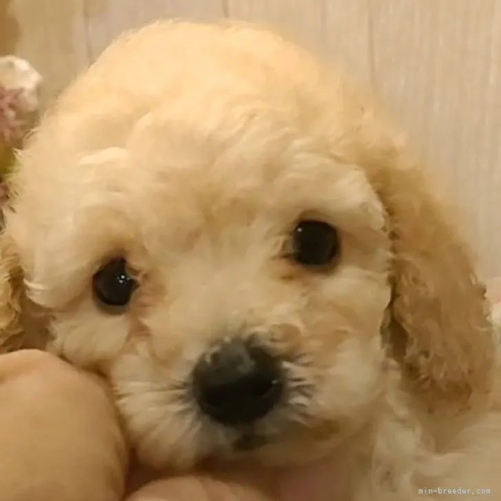 ID:2310-00157の子犬