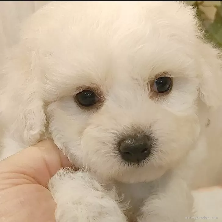 ID：2409-00713の子犬