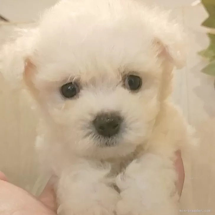 ID：2407-03062の子犬