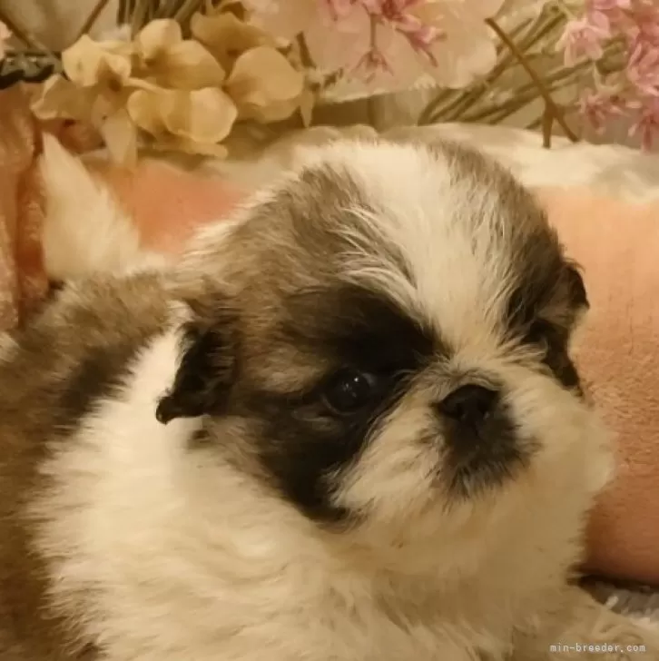 ID:2401-05312の子犬