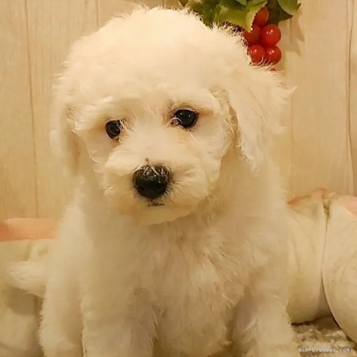 ID：2310-02832の子犬
