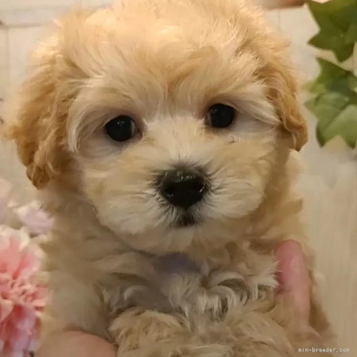ID:2408-00806の子犬
