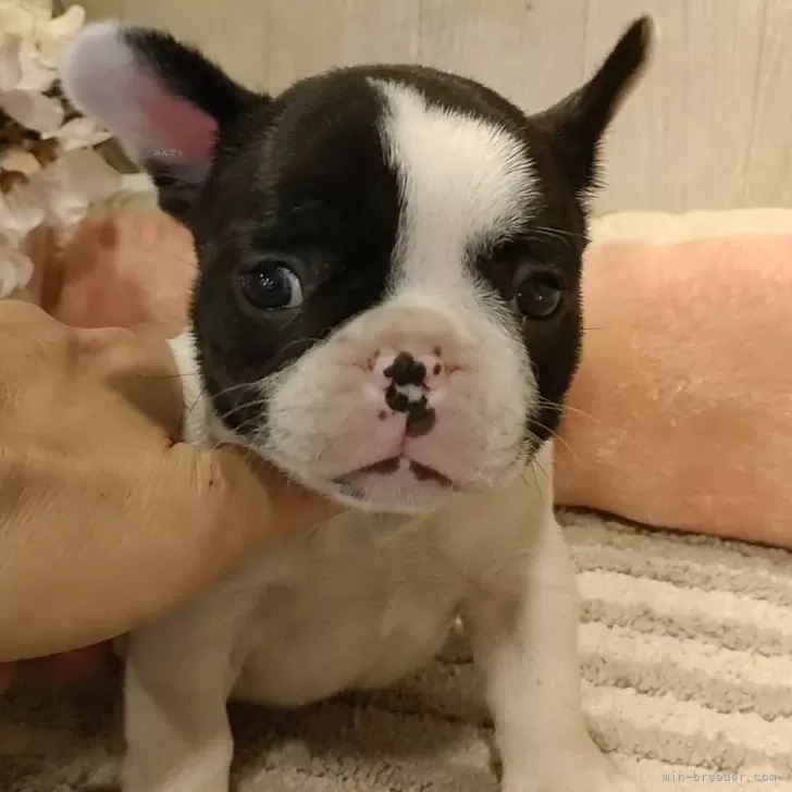 ID:2405-06250の子犬