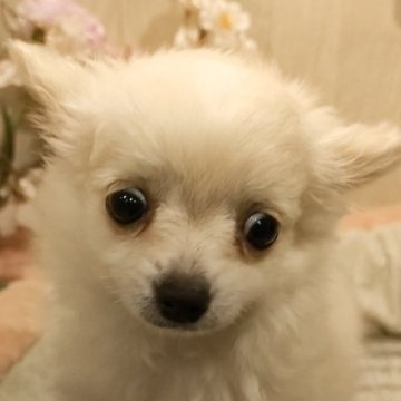 チワワ(ロング)【愛知県・女の子・2023年5月9日・クリーム】の写真「大人しいチワワちゃん。クリームの女の子」