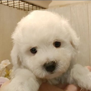 ビションフリーゼ【愛知県・男の子・2024年3月17日・ホワイト。】の写真「父KOR系JKCチャンピオン母ショードッグCH血統」