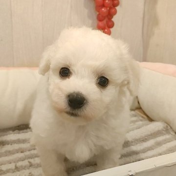 ビションフリーゼ【愛知県・男の子・2024年7月14日・ホワイト.】の写真「父KOR系JKCCH.母ジュミズワールド直子良血統」