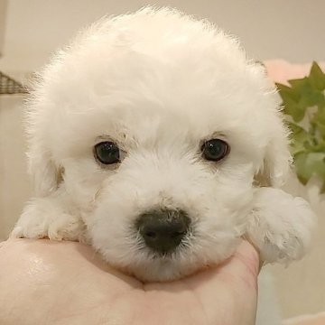 ビションフリーゼ【愛知県・男の子・2024年2月22日・ホワイト】の写真「父KOR系JKCJチャンピオン。良血統。」