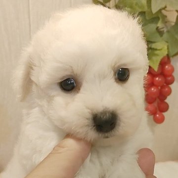 ビションフリーゼ【愛知県・女の子・2024年7月14日・ホワイト】の写真「父KOR系JKCCH.母ジュミズワールド直子良血統」