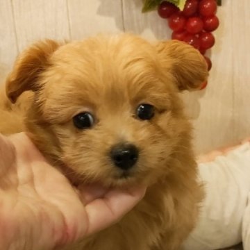 ポメラニアンプードル【愛知県・女の子・2023年3月27日・アプリコット】の写真「毛量の多い大人しい女の子です。」