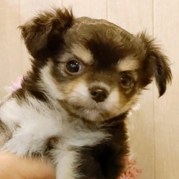 チワワ(ロング)【愛知県・男の子・2023年5月1日・ブラックタン】の写真「小さなブラックタンのチワワちゃん。ご予約受付中」