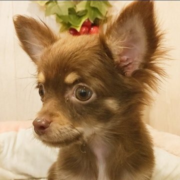 チワワ(ロング)【愛知県・男の子・2023年1月2日・チョコタン】の写真「小さなチョコタンチワワちゃん。」
