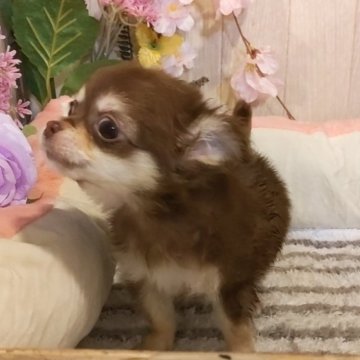 チワワ✕プードル チワプー【愛知県・女の子・2022年11月20日・チョコタン】の写真「極小のチョコタンチワプーちゃん。15日 500ｇ」
